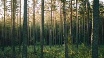 Mäntymetsä